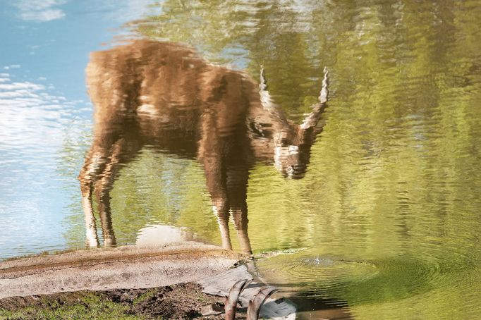 Pražské jaro v rouškách. První den v znovu otevřené zoo, lidé v botanické zahradě