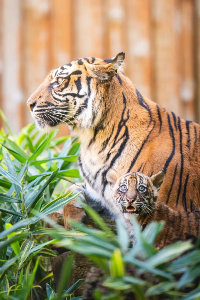 Ve vratislavské zoo se narodila vzácná mláďata tygra sumaterského.