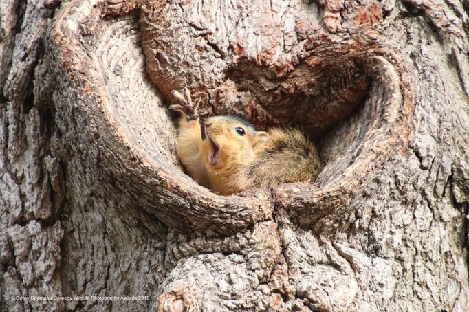 Finalisté soutěže Comedy Wildlife Photography Awards 2019