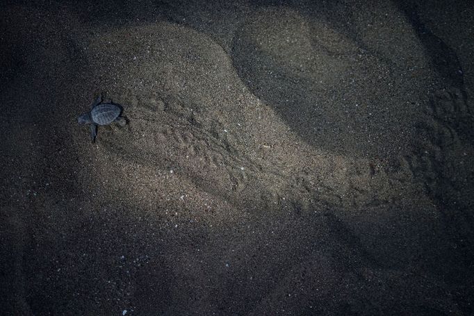 Jak se zachraňují mořské želvy v Turecku. Září 2018.