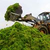 Fotogalerie: Čínské pláže pokryly mořské řasy
