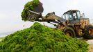 A wheel loader clears dense green moss and algae at a beach resort in Qingdao city, east Chinas Shandong province, 2 July 2013. The Yellow Sea algae bloom has become an annual event in recent years. This years, which Chinas official Xinhua News Agency says is the largest on record, has damaged the aquatic-farming industry and hurt tourism, though some swimmers are willing to put up with it, and is a general threat to other ocean life.(Imaginechina via AP Images)