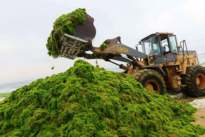 A wheel loader clears dense green moss and algae at a beach resort in Qingdao city, east Chinas Shandong province, 2 July 2013. The Yellow Sea algae bloom has become an annual event in recent years. This years, which Chinas official Xinhua News Agency says is the largest on record, has damaged the aquatic-farming industry and hurt tourism, though some swimmers are willing to put up with it, and is a general threat to other ocean life.(Imaginechina via AP Images)