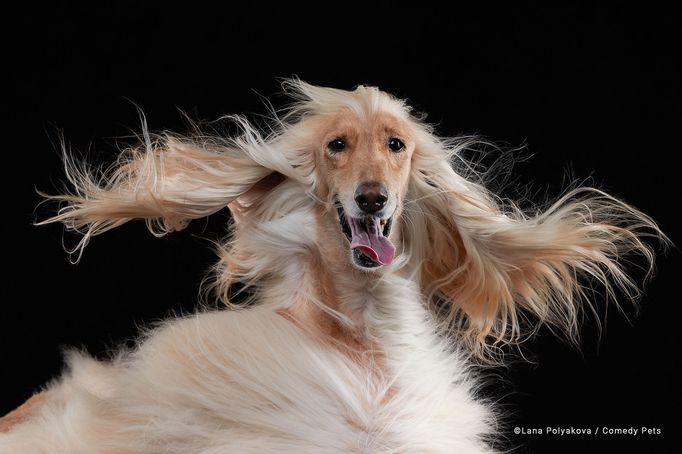 Comedy Pet Photography Awards 2023 - finalisté fotosoutěže