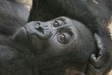 Opička Moja žije v pražské Zoo od svého narození před rokem a půl.