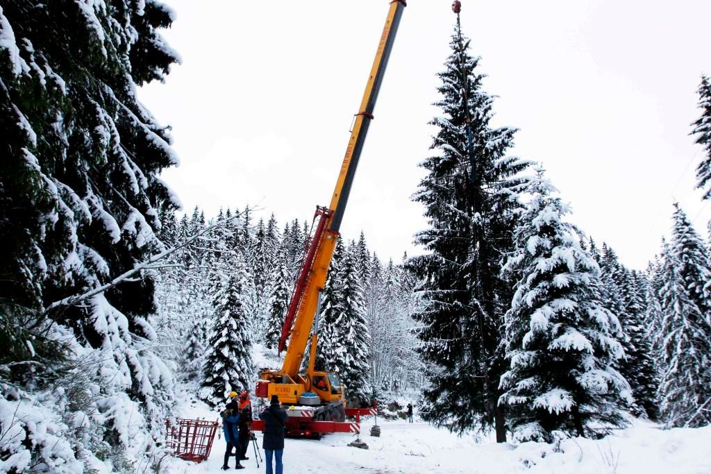 Příprava na Vánoce - Oslo věnuje Londýnu vánoční strom