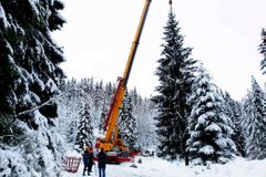 Kvilda má nejvyšší živý vánoční stromek v Česku
