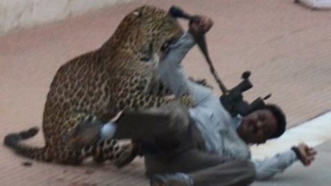 Leopard napadl v Indii několik lidí v objektu místní školy