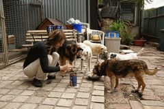Psi a kočky bez majitele stojí města statisíce korun