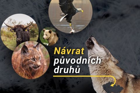 Vlčí smečka, zubr či orel skalní. Divoká zvěř se vrací do Česka