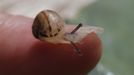 A baby snail (Helix Aspersa) sits on a finger in a farm in Vienna June 12, 2013. Andreas Gugumuck owns Vienna's largest snail farm, exporting snails, snail-caviar and snail-liver all over the world. The gourmet snails are processed using old traditional cooking techniques and some are sold locally to Austrian gourmet restaurants. Picture taken June 12, 2013. REUTERS/Leonhard Foeger (AUSTRIA - Tags: ANIMALS FOOD SOCIETY) Published: Čec. 16, 2013, 11:10 dop.