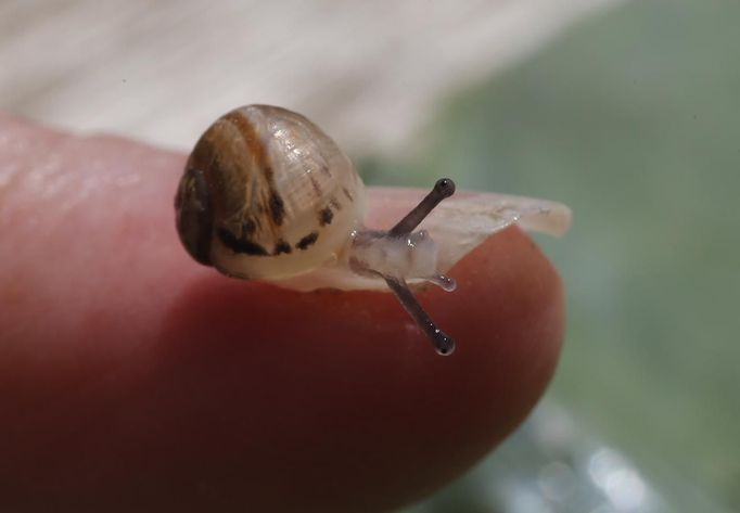 A baby snail (Helix Aspersa) sits on a finger in a farm in Vienna June 12, 2013. Andreas Gugumuck owns Vienna's largest snail farm, exporting snails, snail-caviar and snail-liver all over the world. The gourmet snails are processed using old traditional cooking techniques and some are sold locally to Austrian gourmet restaurants. Picture taken June 12, 2013. REUTERS/Leonhard Foeger (AUSTRIA - Tags: ANIMALS FOOD SOCIETY) Published: Čec. 16, 2013, 11:10 dop.