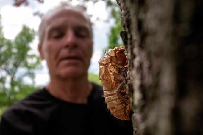 Po 17 letech vylezly na východě USA ze země cikády. Na dalších 17 let zmizí za pár týdnů.