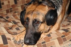 Madridští policejní psi budou poslouchat Mozarta. Klasická hudba by jim měla pomoci odbourat stres
