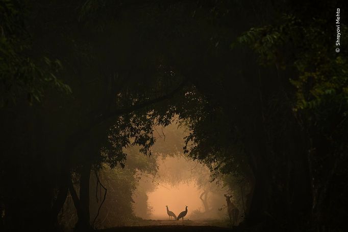 Fotografie ze soutěže Wildlife Photographer of the Year 2024