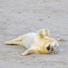První snímky z letošního ročníku soutěže Nikon Comedy Wildlife Awards