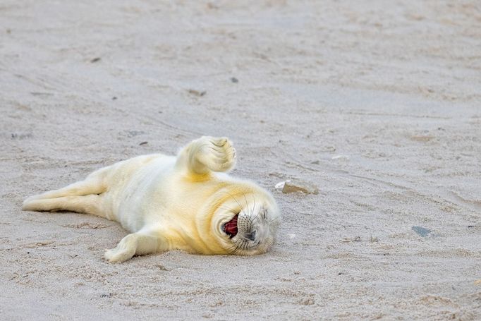 První snímky z letošního ročníku soutěže Nikon Comedy Wildlife Awards