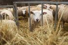 Veterináři varují, že ovcím a kozám v Česku hrozí mor. Nákaza se šíří z Bulharska