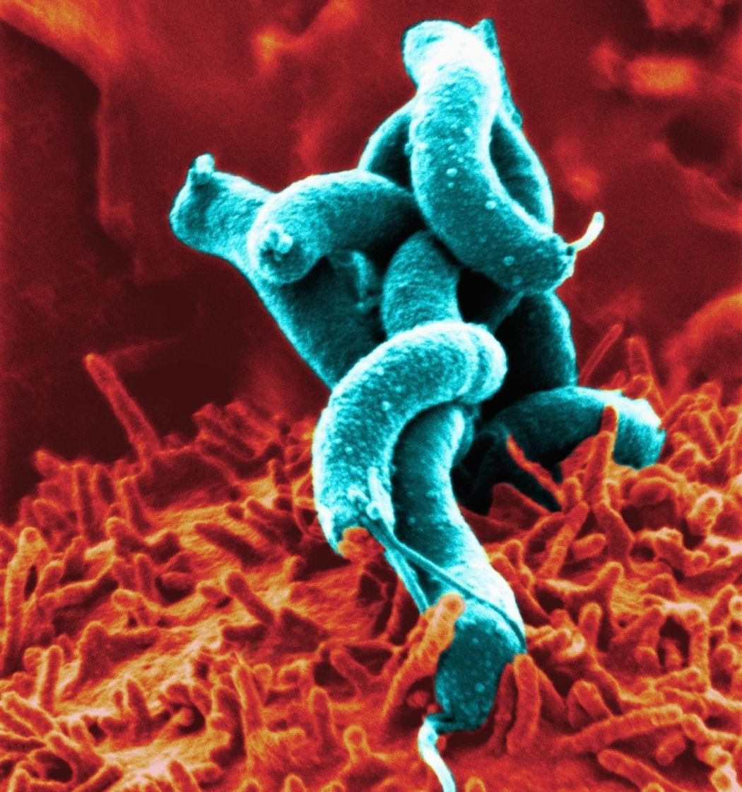 Tělo - žaludek s bakterií