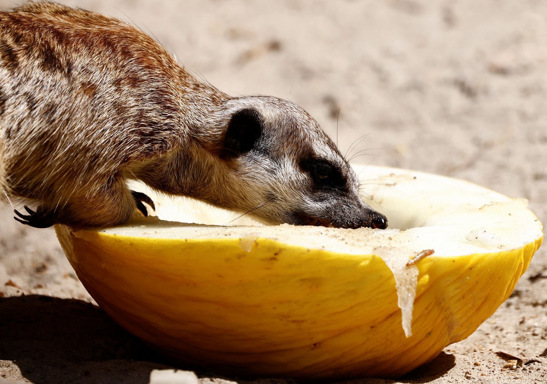 zoo vlny veder zvířata