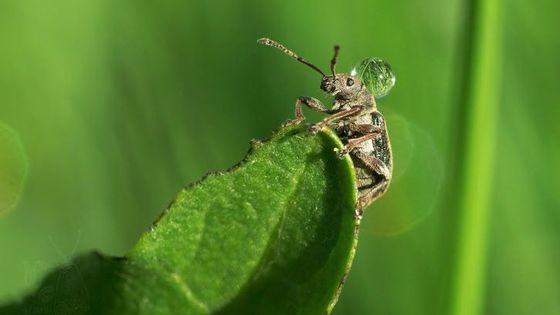 Makro snímek pořídila fotografka Monika Pokorná.