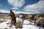 Foto: Do mrazivé divočiny za posledními pastevci sobů. Vymírající Mongolové podřizují život zvířatům