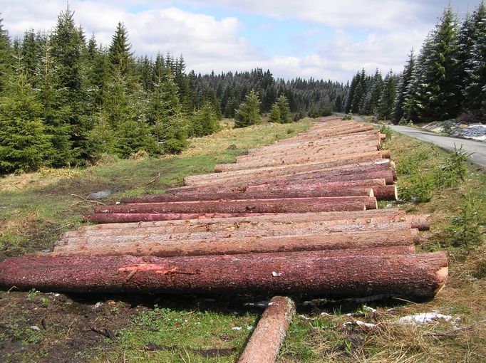 U turistické cesty pod Oblíkem v NP Šumava leží přes 100 otrávených lapáků