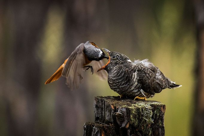 Výstava Klubu moravských fotografů v Brně