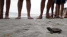 A loggerhead turtle hatchling makes it's way to the surf, as tourists and volunteers look on, at South Litchfield Beach along the coast of South Carolina August 17, 2012. South Carolina United Turtle Enthusiasts (SCUTE), is a group of volunteers dedicated to sea turtle conservation in Georgetown and Horry counties. Turtle volunteers walk the area's beaches along South Carolina's coast daily during the nesting season, looking for signs of turtle activity and keeping tabs on the progress of the endangered species of turtles that lay their eggs along the coast. Photo taken August 17, 2012. REUTERS/Randall Hill (UNITED STATES - Tags: ANIMALS ENVIRONMENT) Published: Srp. 21, 2012, 12:25 odp.