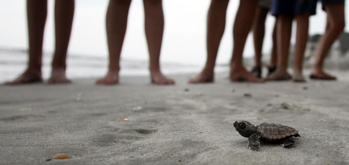 A loggerhead turtle hatchling makes it's way to the surf, as tourists and volunteers look on, at South Litchfield Beach along the coast of South Carolina August 17, 2012. South Carolina United Turtle Enthusiasts (SCUTE), is a group of volunteers dedicated to sea turtle conservation in Georgetown and Horry counties. Turtle volunteers walk the area's beaches along South Carolina's coast daily during the nesting season, looking for signs of turtle activity and keeping tabs on the progress of the endangered species of turtles that lay their eggs along the coast. Photo taken August 17, 2012. REUTERS/Randall Hill (UNITED STATES - Tags: ANIMALS ENVIRONMENT) Published: Srp. 21, 2012, 12:25 odp.