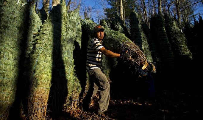 David Garcia carries a Christmas tree to be shipped at Peak Farms in Jefferson, North Carolina, November 17, 2012. Crews at the farm will harvest nearly 65,000 Christmas trees this season. North Carolina has 1,500 Christmas tree growers with nearly 50 million Fraser Fir Christmas trees on over 35,000 acres. Picture taken November 17, 2012. REUTERS/Chris Keane (UNITED STATES - Tags: BUSINESS EMPLOYMENT ENVIRONMENT AGRICULTURE SOCIETY) Published: Lis. 19, 2012, 4:19 odp.