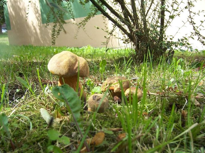 Hřib koloděj mezi panelovými domy ve Vlašimi. I tady rostou! Foto pořízeno předminulý týden na procházce s jorkšírkou Meggy. Lea Fořtíková, Vlašim - Střední Čechy