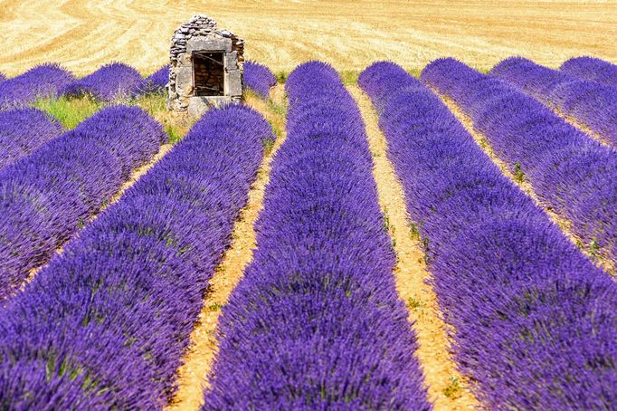 Levandulová pole v Provence