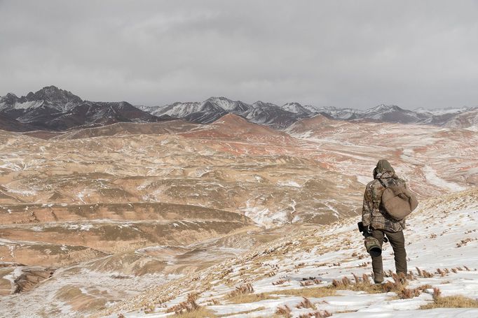 Vincent Munier: sněžný levhart