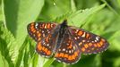 Hnědásek osikový patří k našim nejohroženějším motýlům, žije už jen na posledním místě ve středních Čechách.