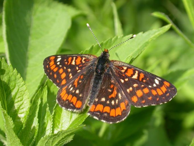 Hnědásek osikový patří k našim nejohroženějším motýlům, žije už jen na posledním místě ve středních Čechách.