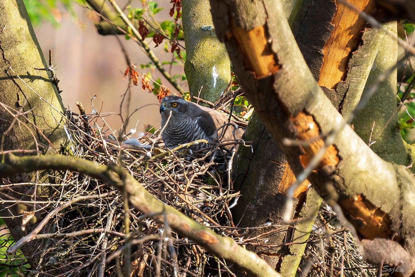 NP České Švýcarsko