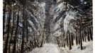 Anselm Kiefer: Pro Adalberta Stiftera: Kočičí stříbro, 2016 až 2017.