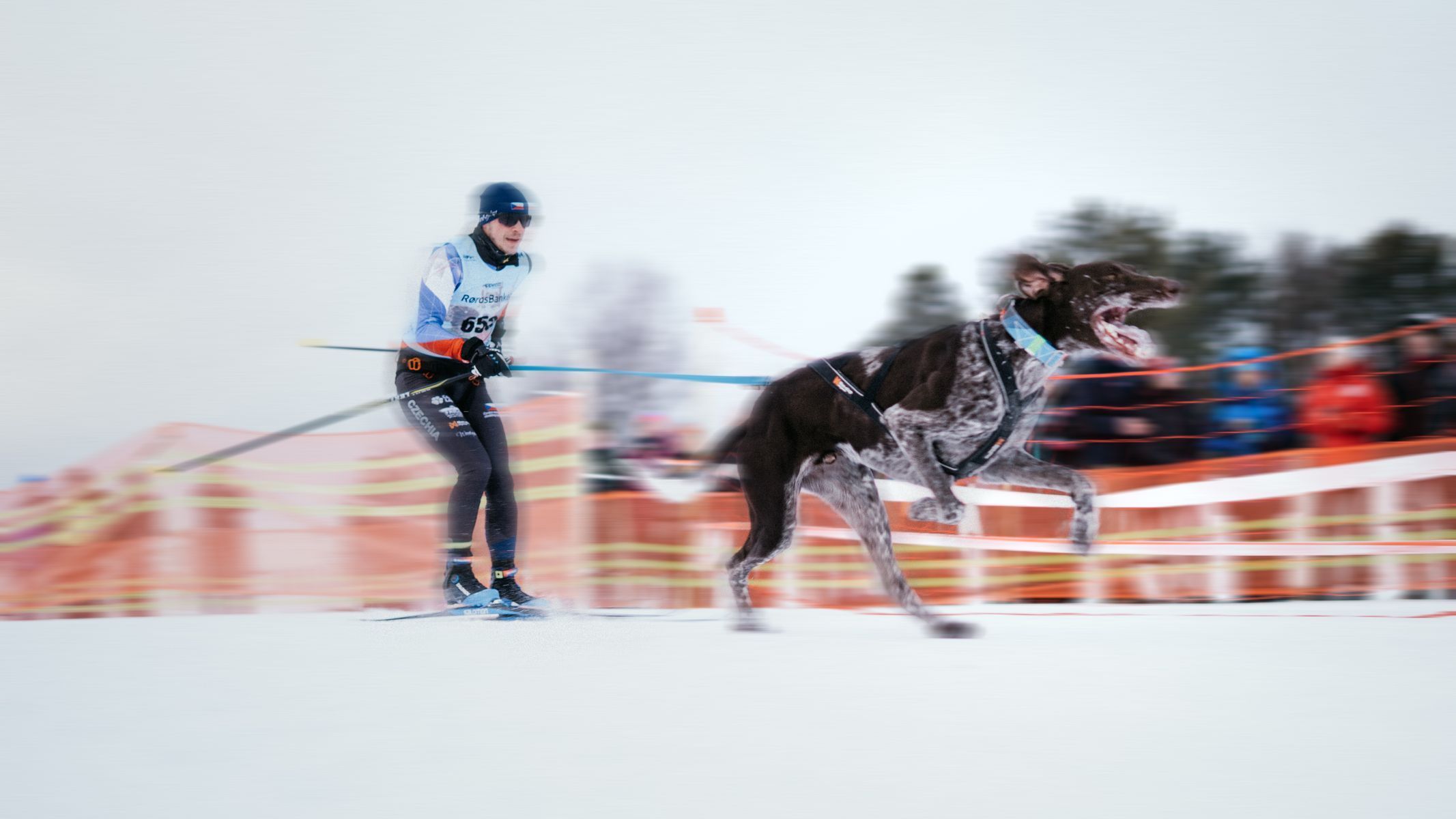 pes mushing běžky lyže zima