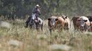 Amit, an Israeli cowboy, tends cattle on a ranch just outside Moshav Yonatan, a collective farming community, about 2 km (1 mile) south of the ceasefire line between Israel and Syria in the Golan Heights May 2, 2013. Cowboys, who have been running the ranch on the Golan's volcanic rocky plateau for some 35 years, also host the Israeli military, who use half of the cattle farm, 20,000 dunams (5,000 acres), as a live-fire training zone. Israel captured the Golan Heights from Syria in the 1967 Middle East war and annexed the territory in 1981, a move not recognized internationally. Picture taken May 2, 2013. REUTERS/Nir Elias (ENVIRONMENT ANIMALS SOCIETY) ATTENTION EDITORS: PICTURE 3 OF 27 FOR PACKAGE 'COWBOYS OF THE GOLAN HEIGHTS' SEARCH 'COWBOY GOLAN' FOR ALL IMAGES Published: Kvě. 29, 2013, 10:02 dop.