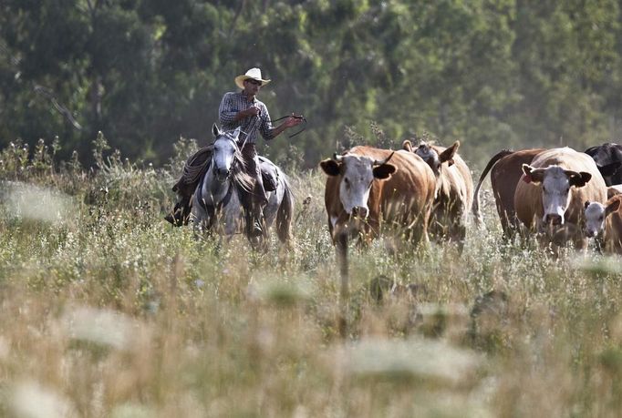 Amit, an Israeli cowboy, tends cattle on a ranch just outside Moshav Yonatan, a collective farming community, about 2 km (1 mile) south of the ceasefire line between Israel and Syria in the Golan Heights May 2, 2013. Cowboys, who have been running the ranch on the Golan's volcanic rocky plateau for some 35 years, also host the Israeli military, who use half of the cattle farm, 20,000 dunams (5,000 acres), as a live-fire training zone. Israel captured the Golan Heights from Syria in the 1967 Middle East war and annexed the territory in 1981, a move not recognized internationally. Picture taken May 2, 2013. REUTERS/Nir Elias (ENVIRONMENT ANIMALS SOCIETY) ATTENTION EDITORS: PICTURE 3 OF 27 FOR PACKAGE 'COWBOYS OF THE GOLAN HEIGHTS' SEARCH 'COWBOY GOLAN' FOR ALL IMAGES Published: Kvě. 29, 2013, 10:02 dop.