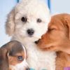 Dogz