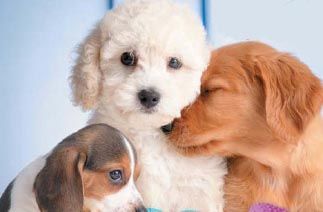 Dogz