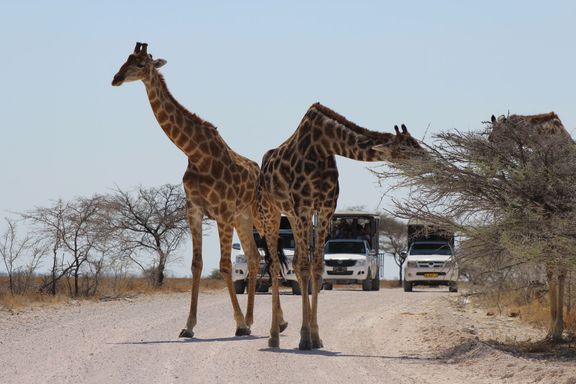 Žirafy na silnici v národním parku Etosha.