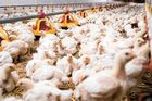 Česká kuřata v hledáčku eurovoleb. O ochranu zvířat se přou už i europoslanci