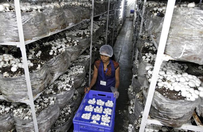 Private mushroom farm co-owner and technologist Sergei Murunov holds oyster mushrooms, also known as Veshenka mushrooms or Pleurotus Ostreatus, in the settlement of Beryozovka outside Krasnoyarsk, May 16, 2012. The farm is the only cultivator and supplier of oyster mushrooms in the region. Oyster mushrooms lower cholesterol levels and reduce the risk of oncological diseases, according to Murunov. REUTERS/Ilya Naymushin (RUSSIA - Tags: AGRICULTURE SOCIETY) Published: Kvě. 16, 2012, 2:51 odp.