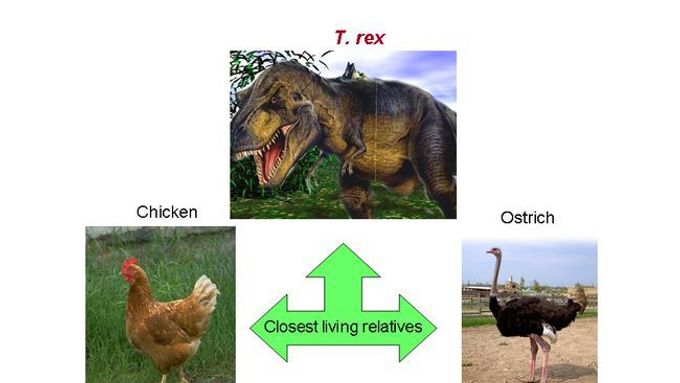 Tyrannosaurus rex má nejbližší žijící příbuzné: drůbež a pštrosy.
