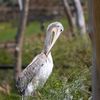 Zoo Dvůr Králové otevřela expozici o jihozápadní Africe zvanou West Cape