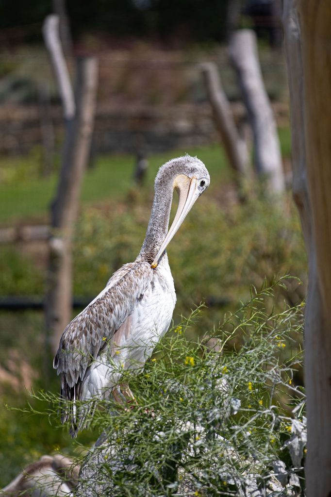 Zoo Dvůr Králové otevřela expozici o jihozápadní Africe zvanou West Cape.