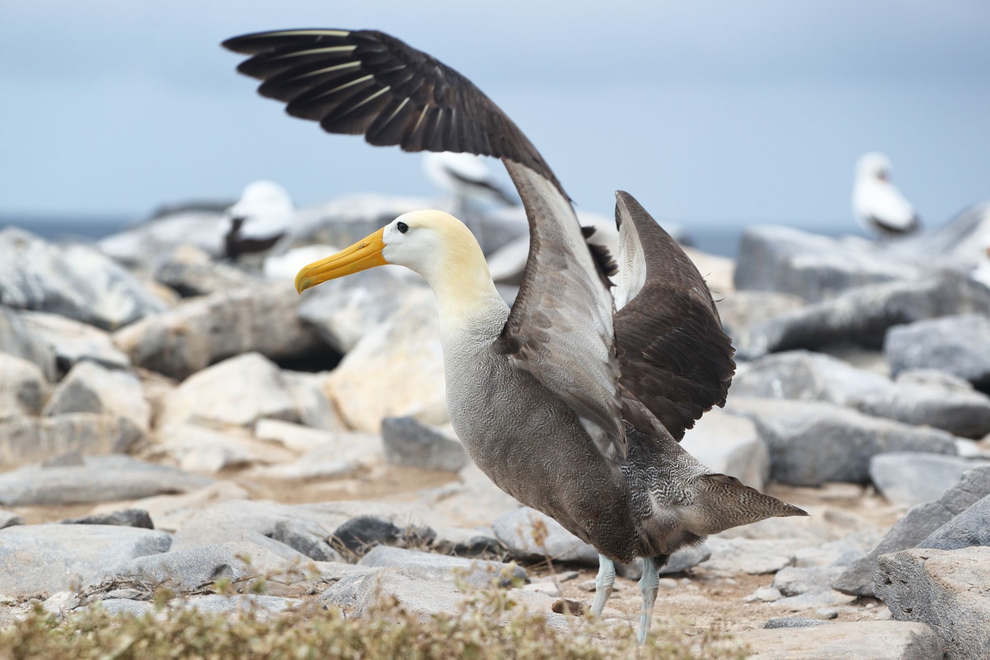 Albatros, pták, ilustrační foto